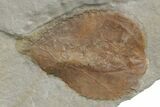 Two Fossil Leaves (Zizyphoides & Zizyphus) - Montana #213267-3